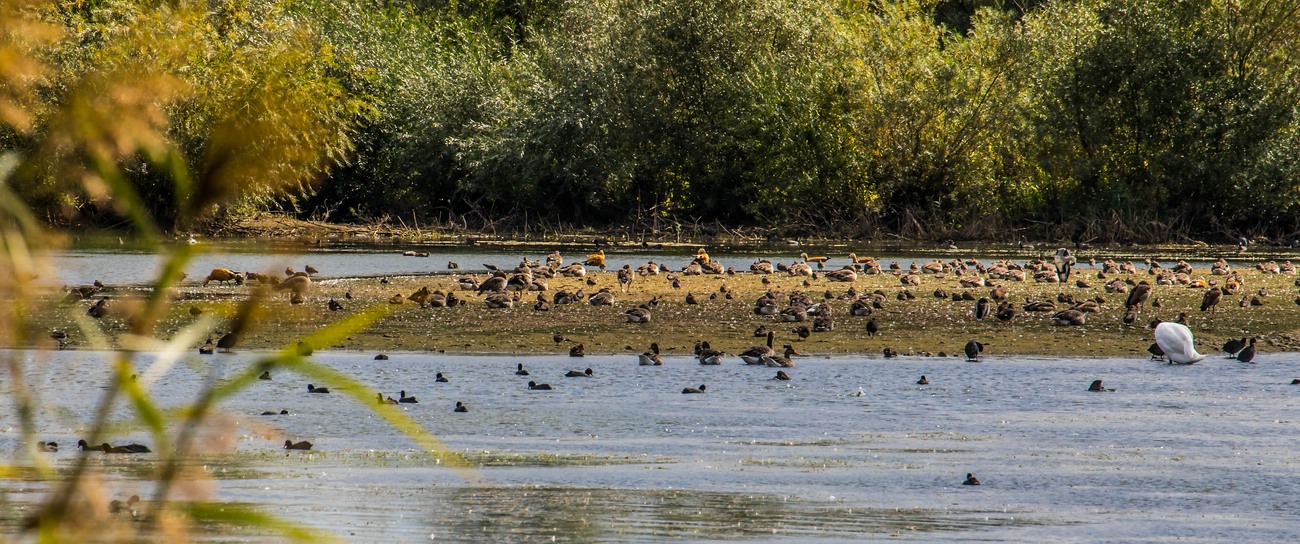 ARTENVIELFALT - auf der Vogelinsel am Altmühlsee