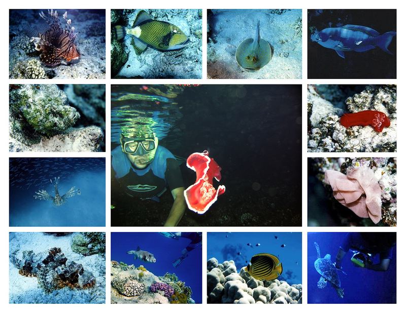 Artenvielfalt des Roten Meeres - Teil 1