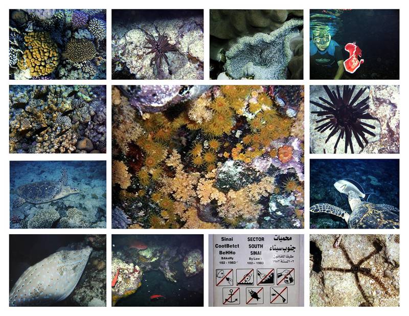 Artenvielfalt des Roten Meeres - Teil 2