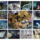 Artenvielfalt des Roten Meeres - Teil 2