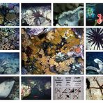 Artenvielfalt des Roten Meeres - Teil 2