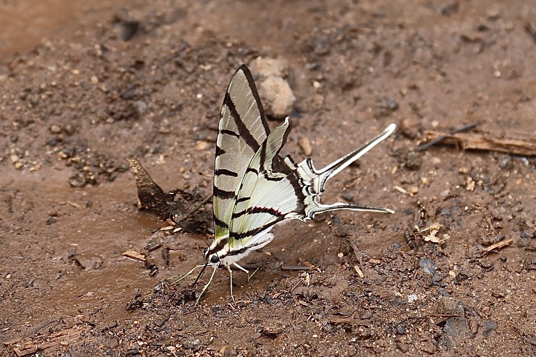 Artenvielfalt (Eurytides telesilaus dolius) 