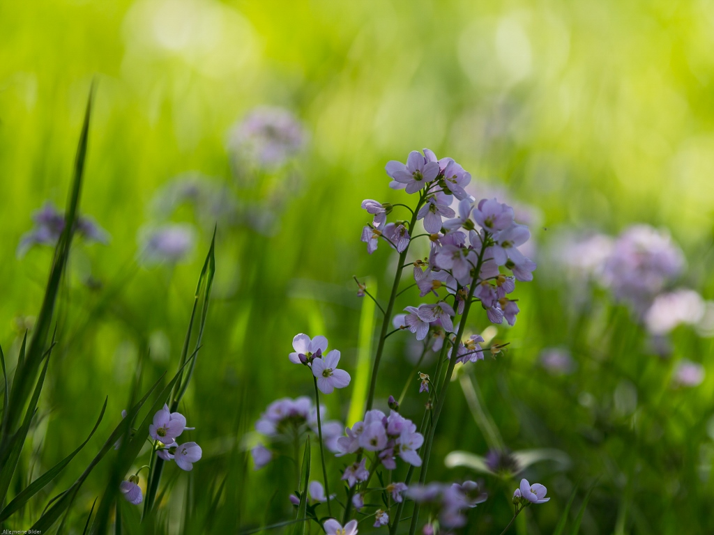 Artenvielfalt im Frühling 1