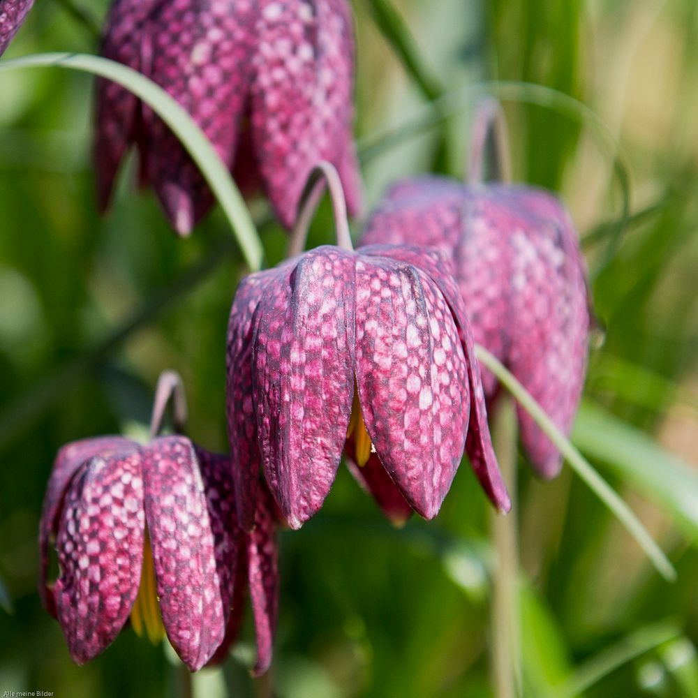 Artenvielfalt im Frühling 3