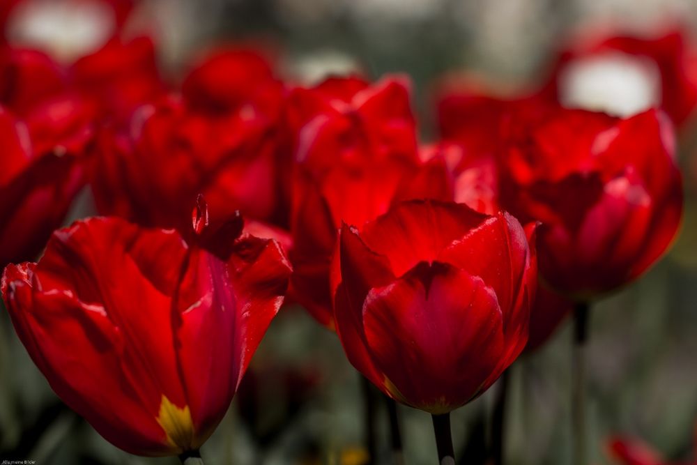 Artenvielfalt im Frühling 4