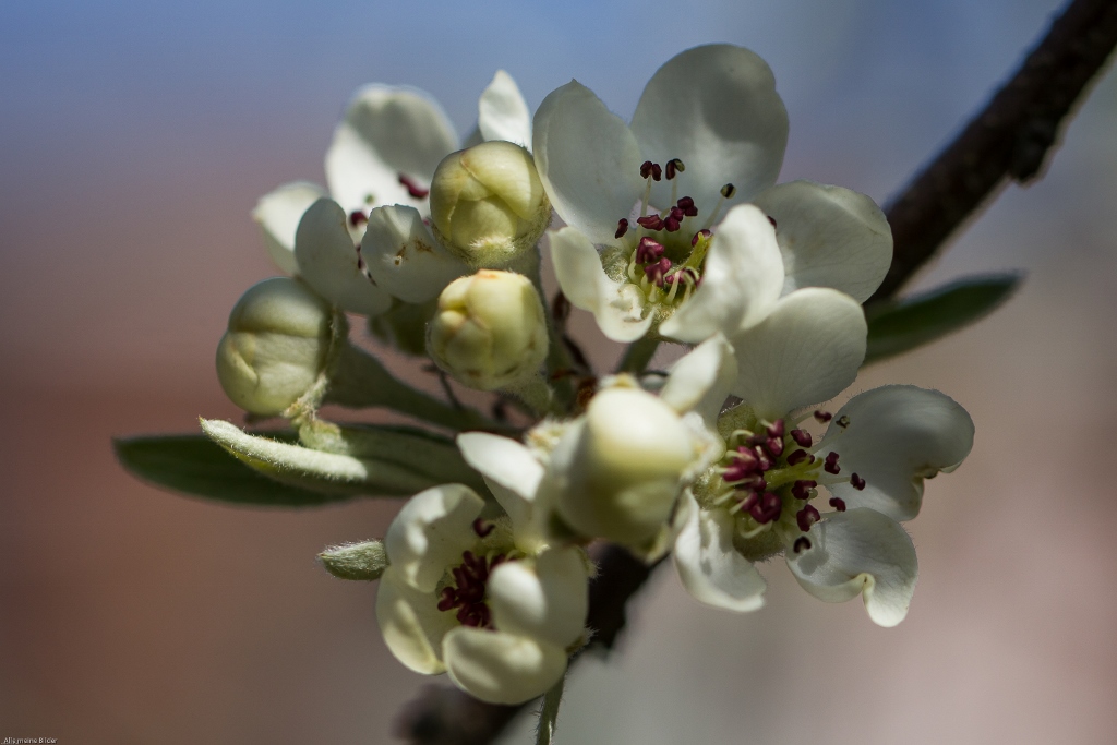 Artenvielfalt im Frühling 5