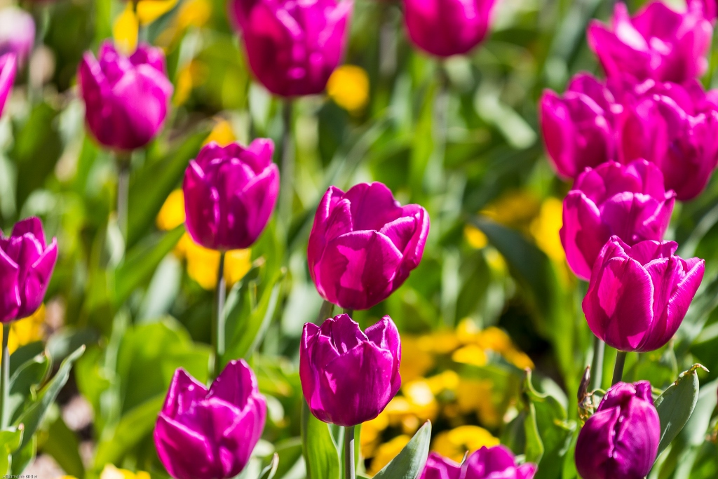 Artenvielfalt im Frühling 6