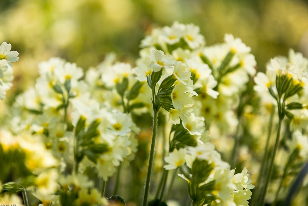 Artenvielfalt im Frühling 9