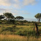 Artenvielfalt im Krüger-Nationalpark