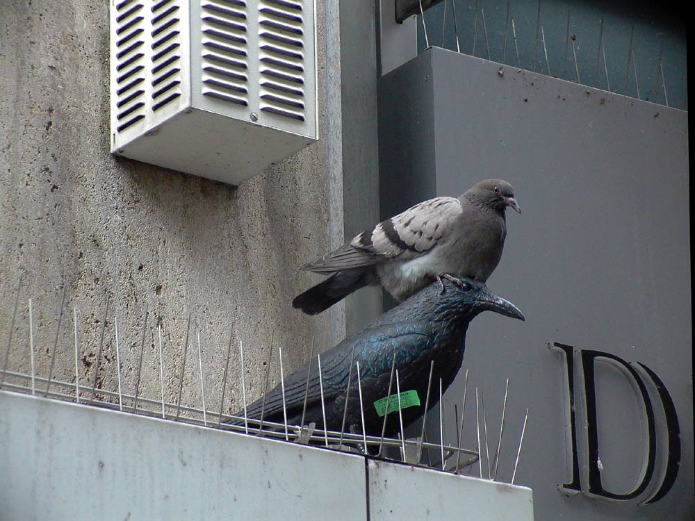 Artgerechte Tierhaltung Foto & Bild | tiere, haustiere, vögel Bilder