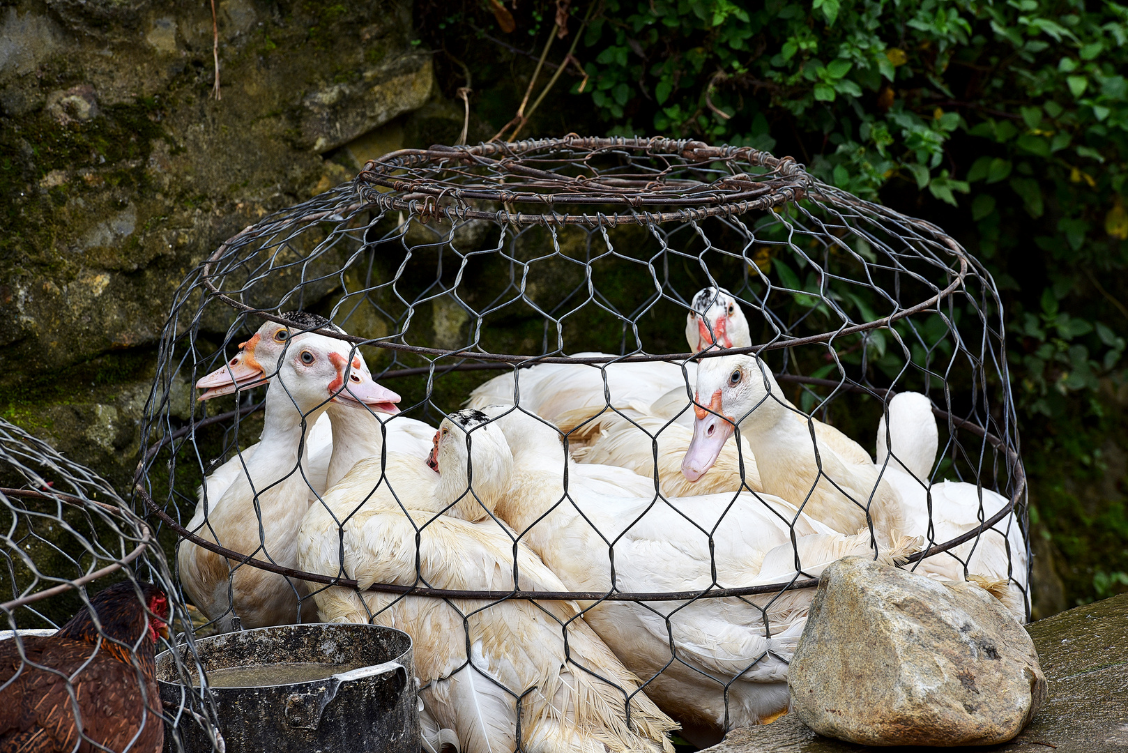 Artgerechte Tierhaltung sieht anders aus 02 Foto & Bild | reportage
