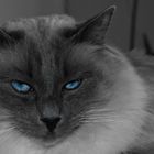 Fauna