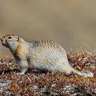 Artic Ground Squirell