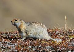 Artic Ground Squirell