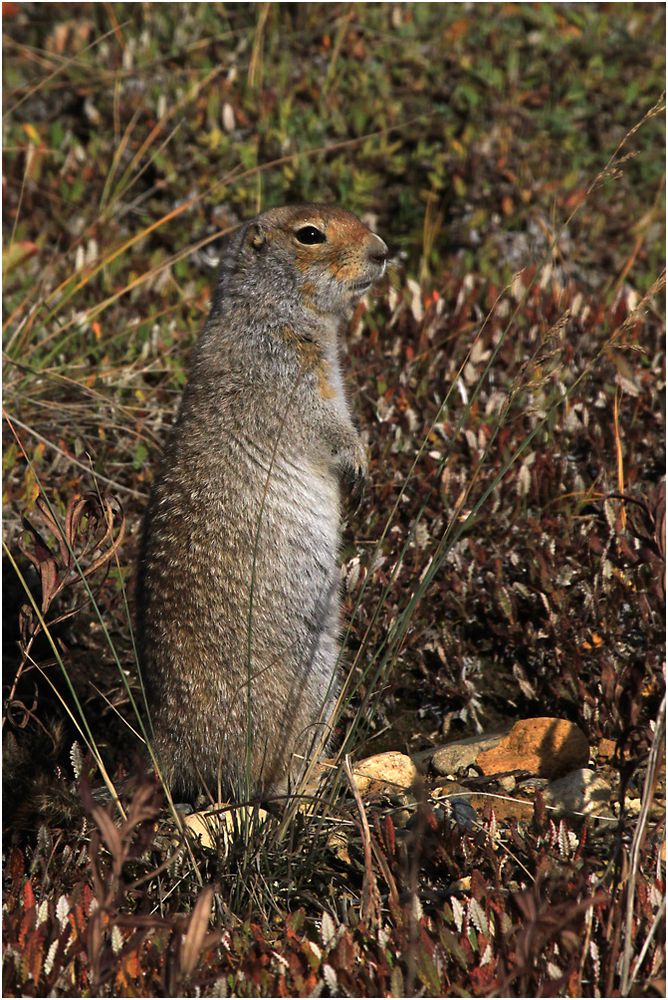 Artic Ground Squirrel