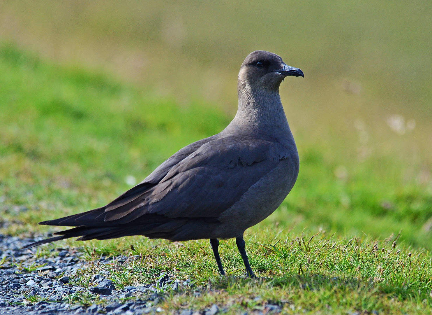 Artic Skua