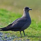 Artic Skua