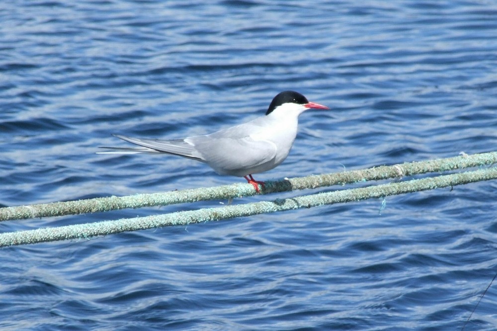 Artic Tern