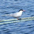 Artic Tern