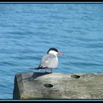 Artic Tern