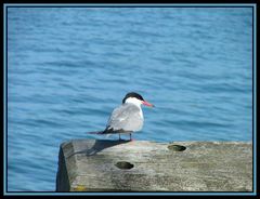 Artic Tern