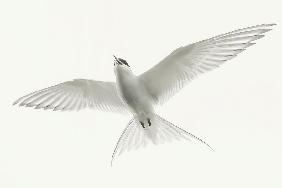 Artic Tern