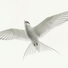 Artic Tern