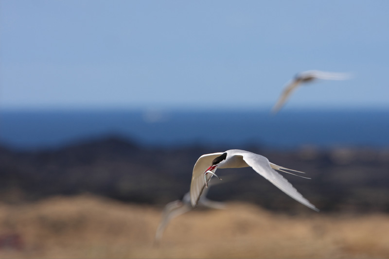 Artic tern returning from sea