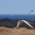 Artic tern returning from sea