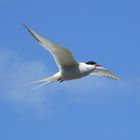 Artic Tern (Tirrick)