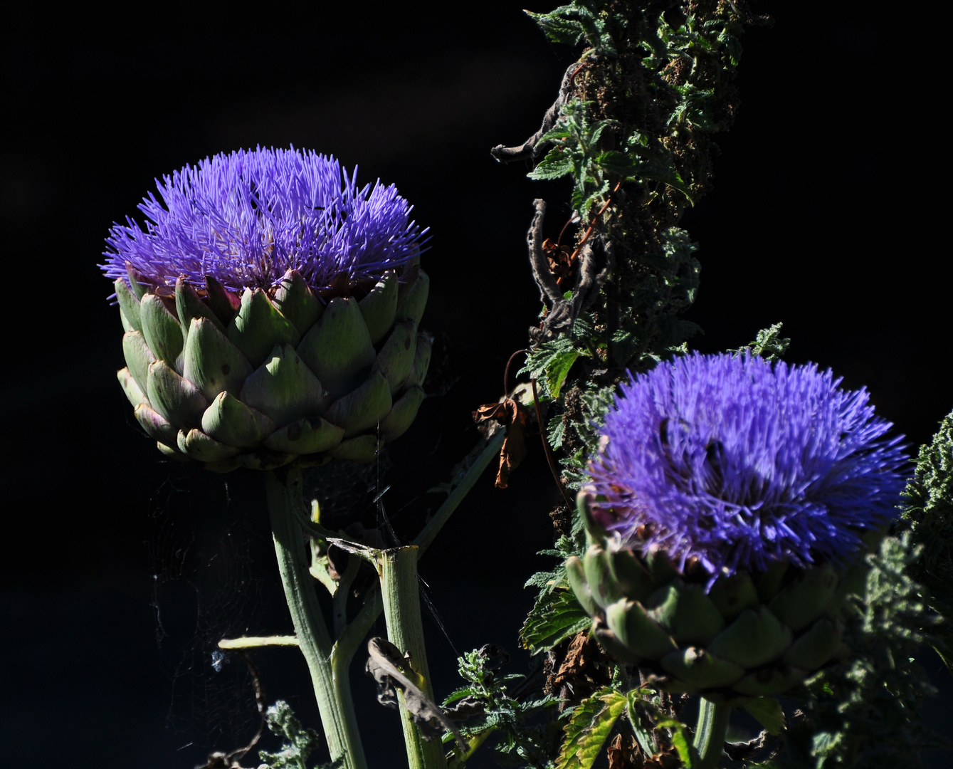 artichauts en fleur