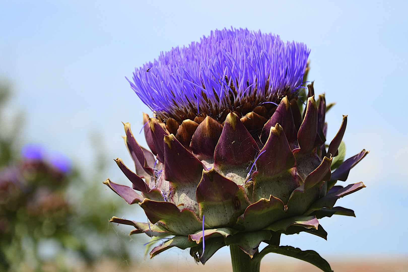 Artichocke