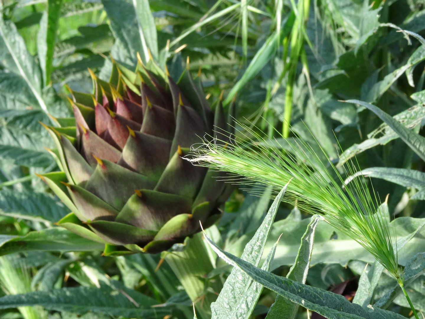 Artichocke