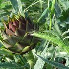 Artichocke