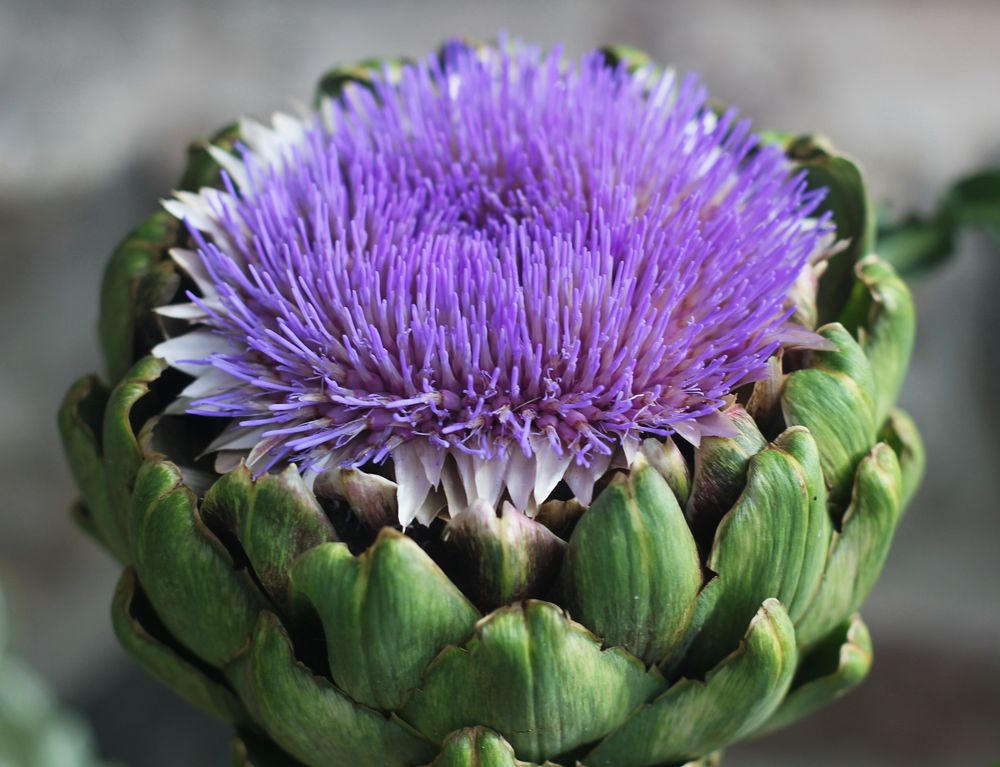 Artichocke ......