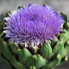 Artichocke ......