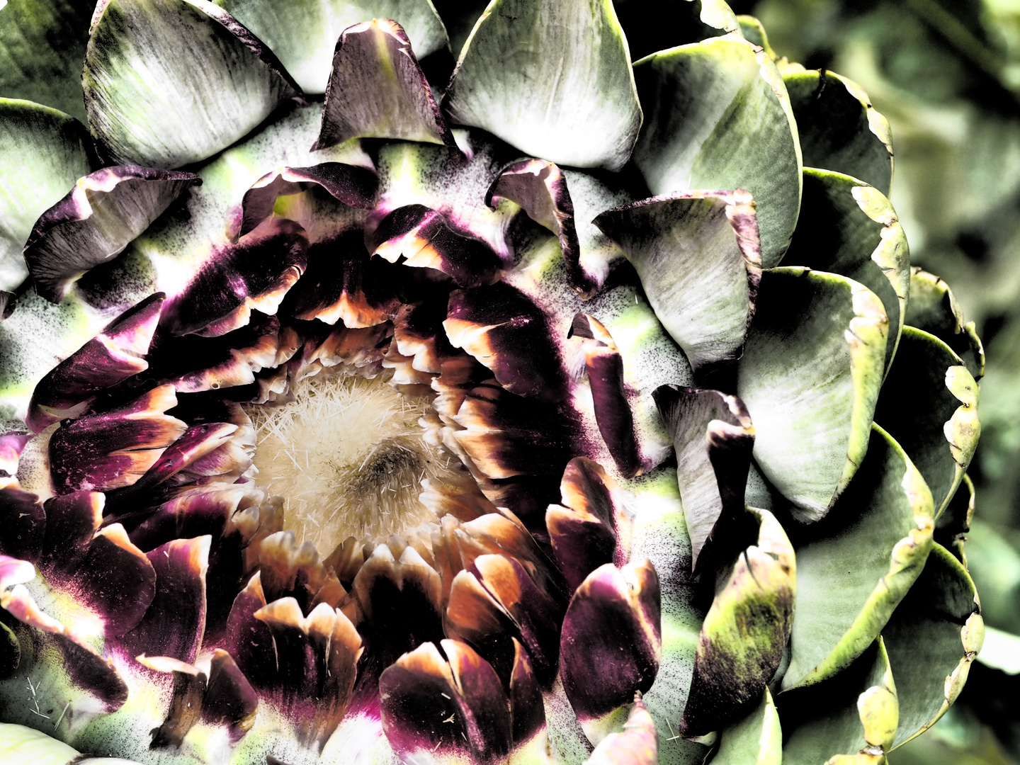 Artichocken