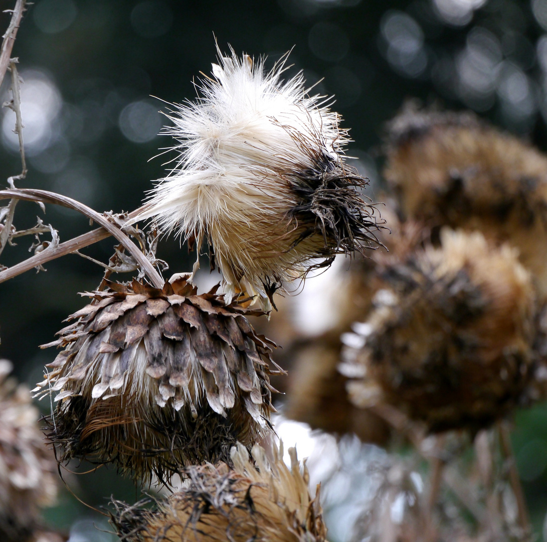 Artichocken im Herbst