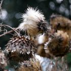 Artichocken im Herbst