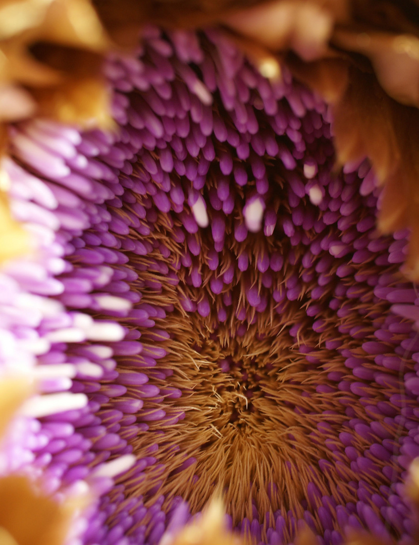 Artichockenherz