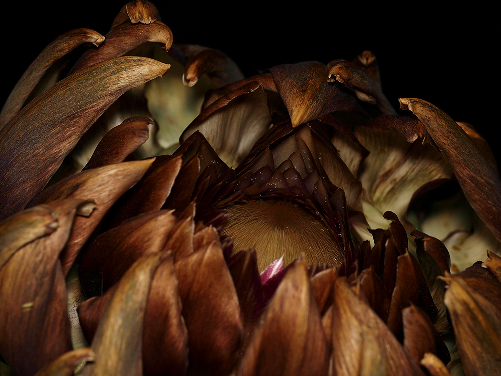 Artichoke