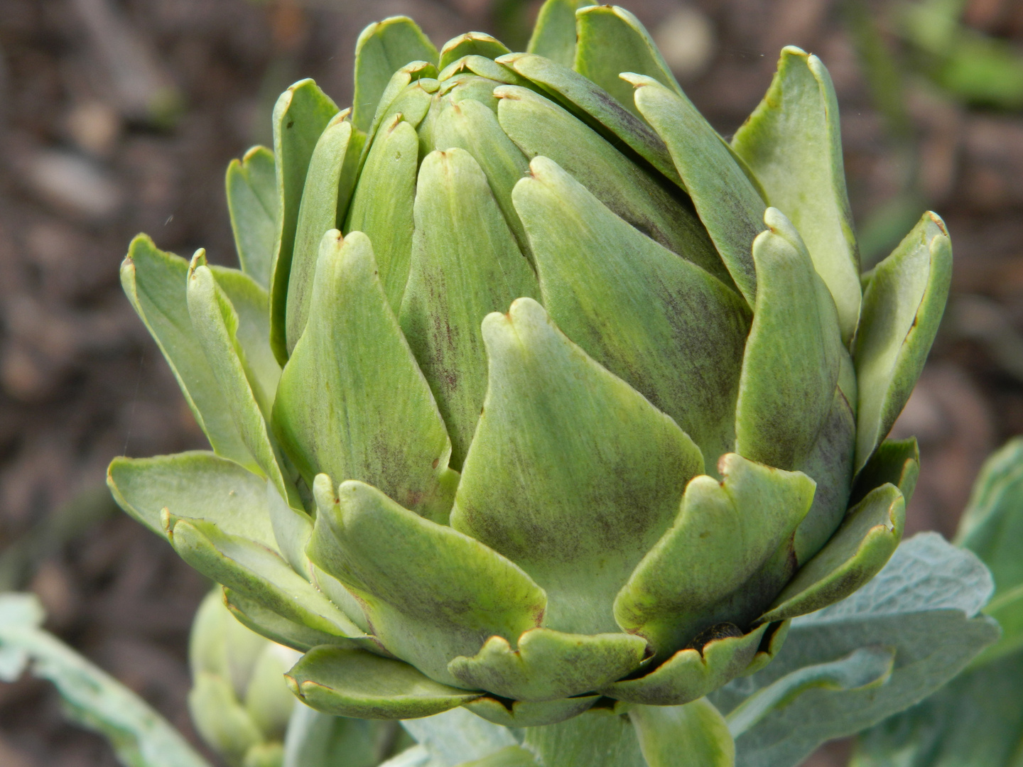 Artichoke