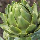 Artichoke