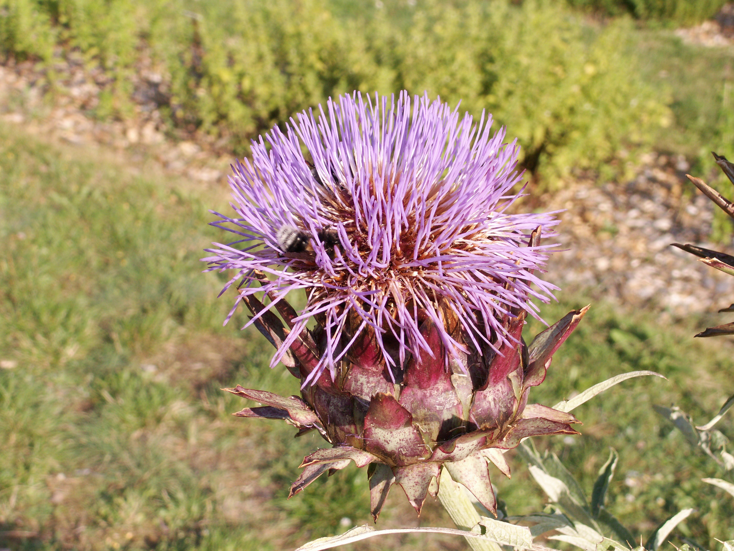 Artichoke