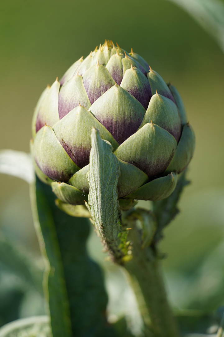 Artichoke