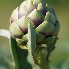 Artichoke