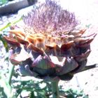 Artichoke