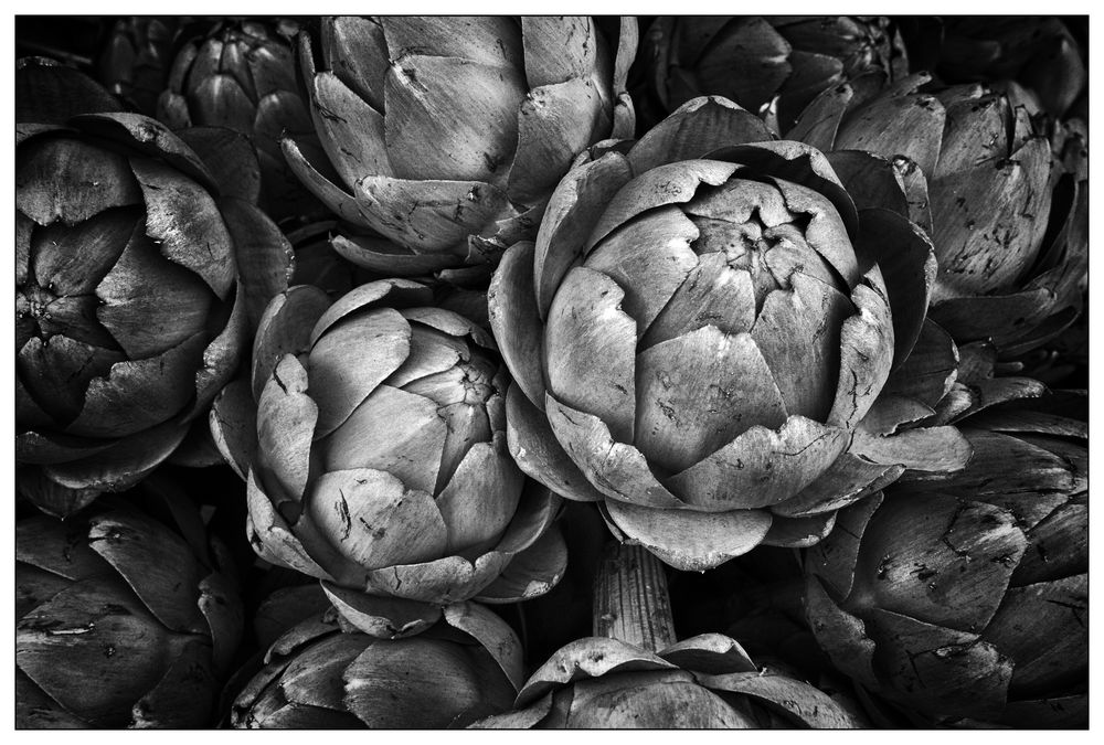 Artichoke