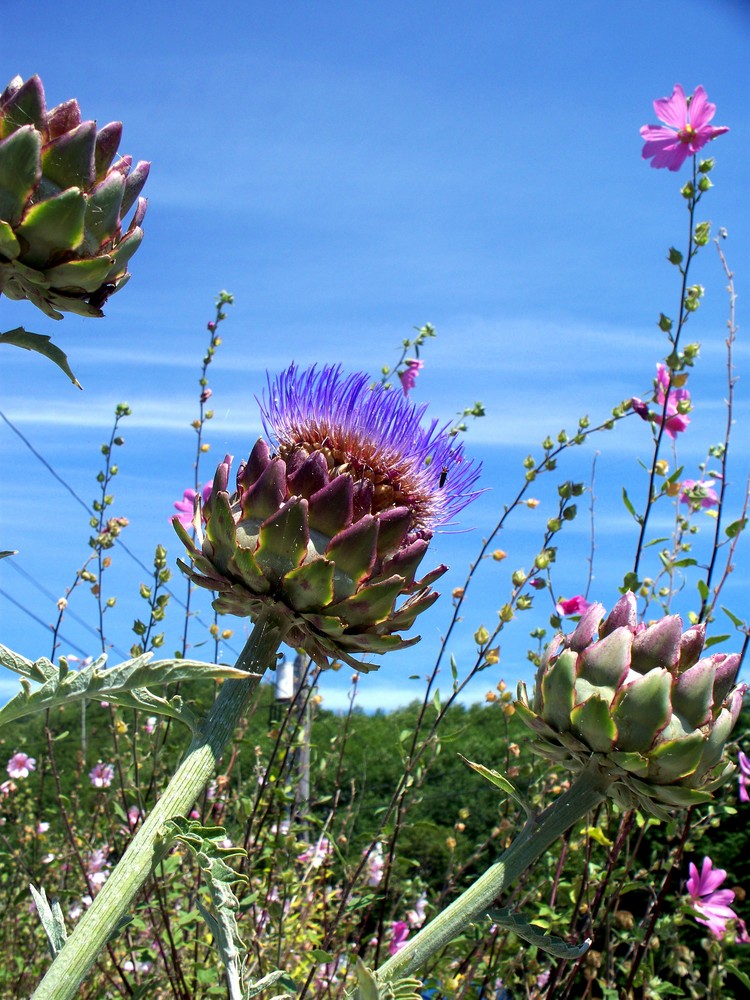 artichoke gone to seed