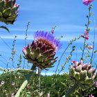 artichoke gone to seed